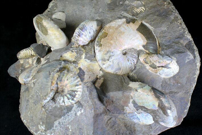 Cluster Of Iridescent Scaphites Ammonites - South Dakota #20019